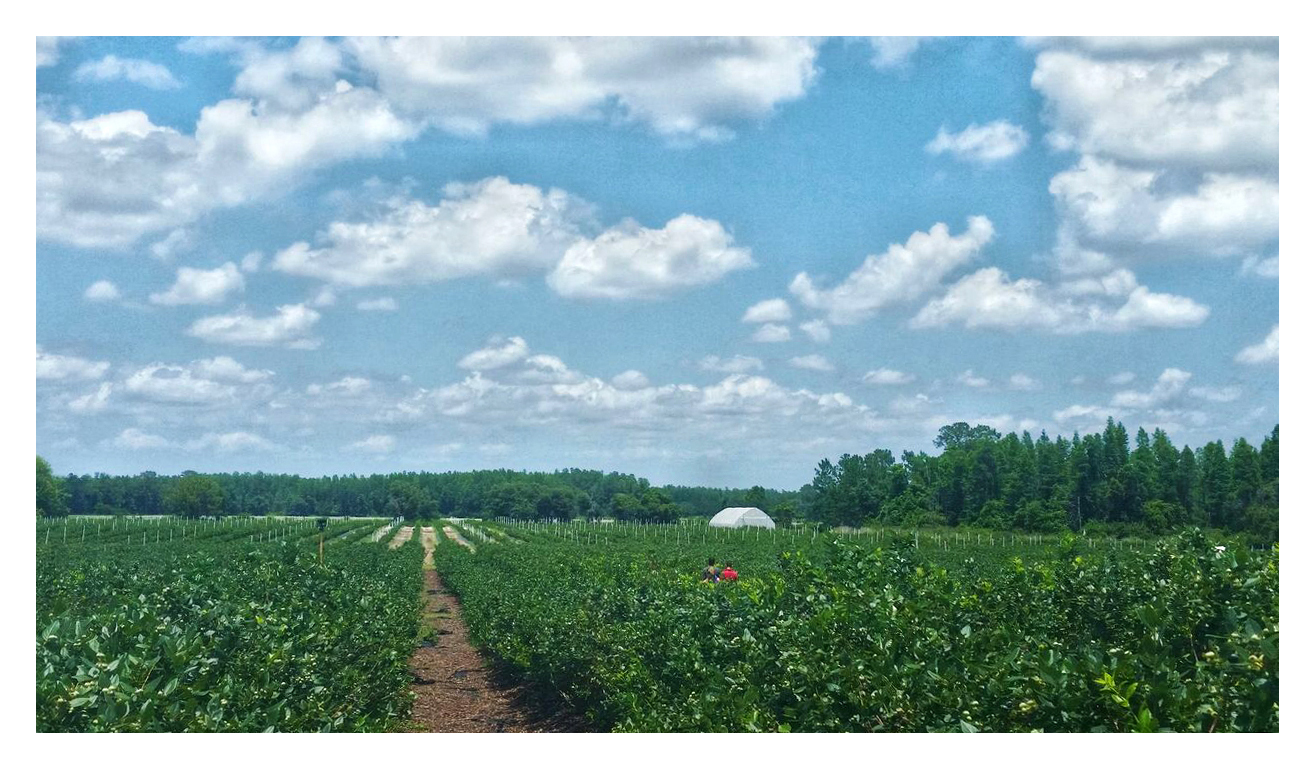 Blueberry bushes farmbushes