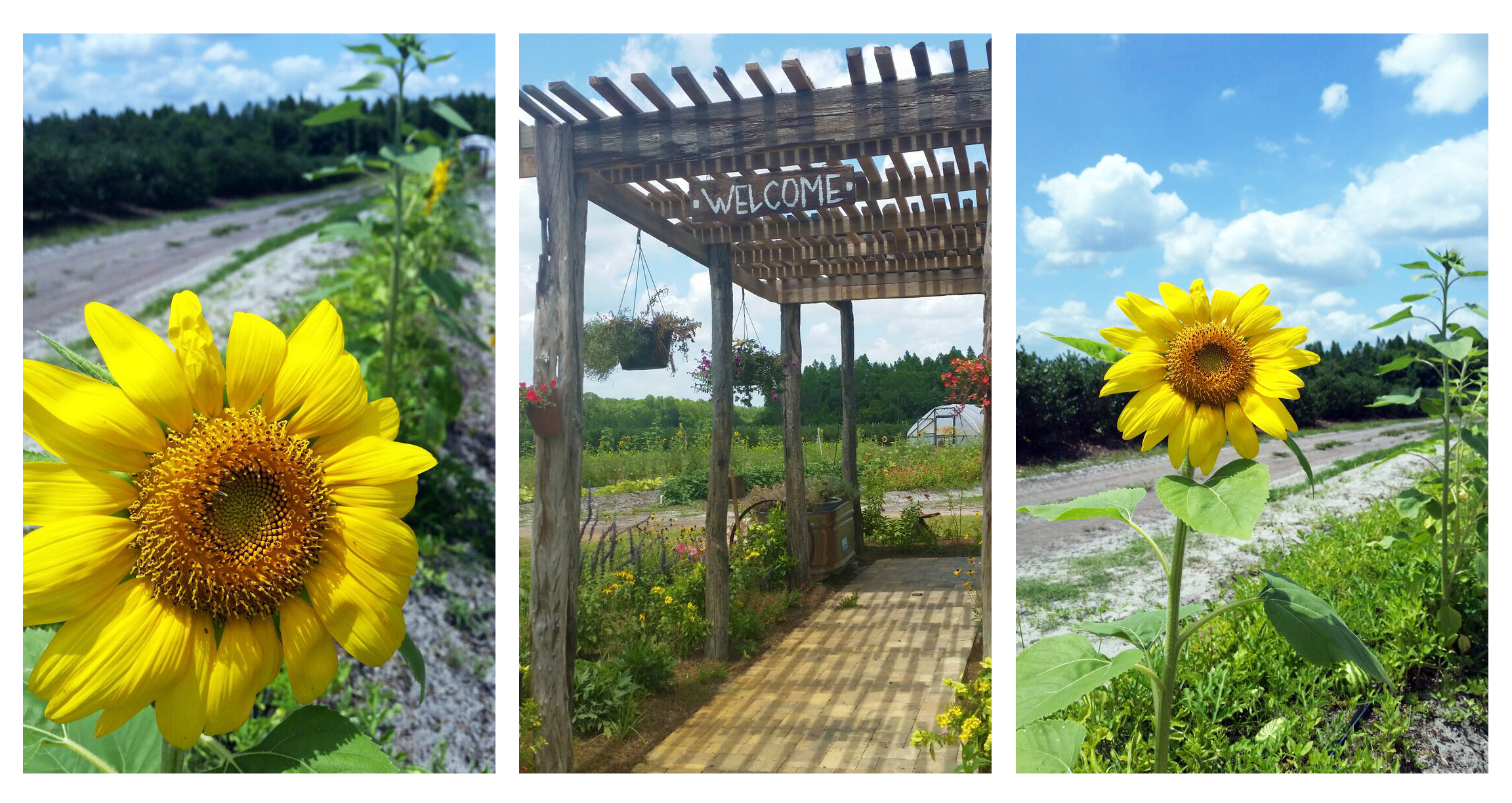 sunflowertrio