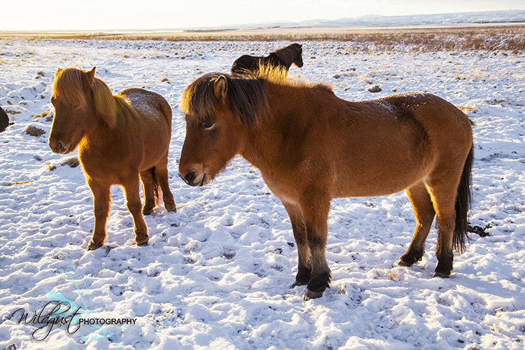Icelandic horses grazing IMG_2118rtl1