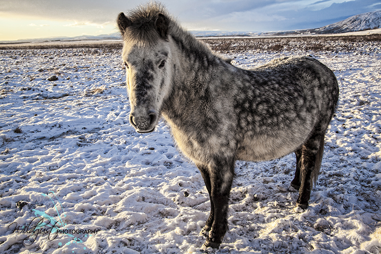 Curious Icelandic horse IMG_2120rtls