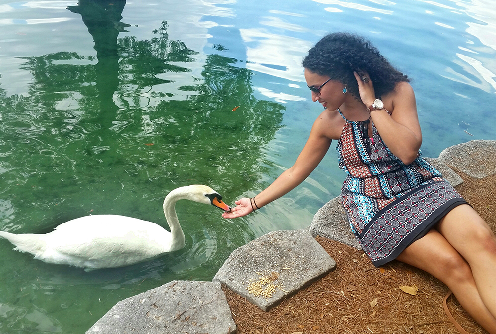 Swan.feeding.Lake Eola Swan.feeding.Lake Eola144446-01_W
