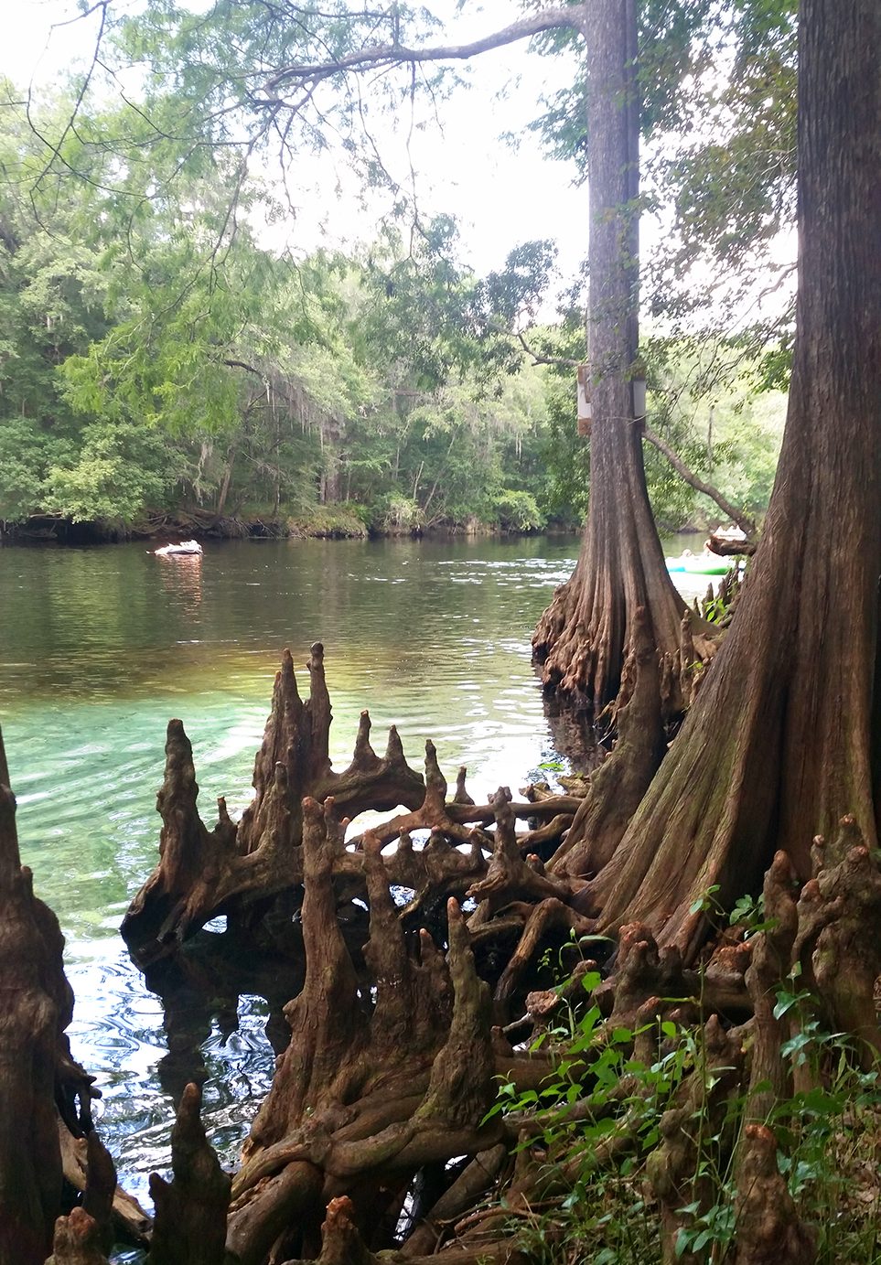 2016-06-24GinnieSprings.treeroots