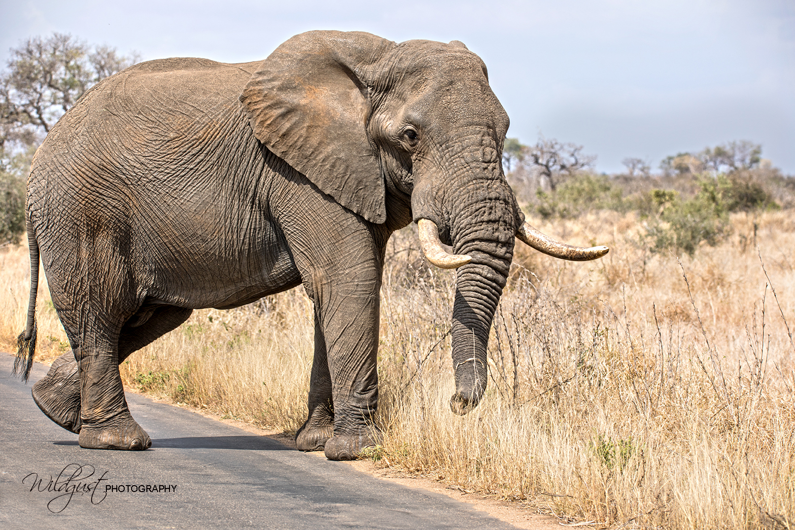 South.Africa.Safari.Kruger.elephant.closeup