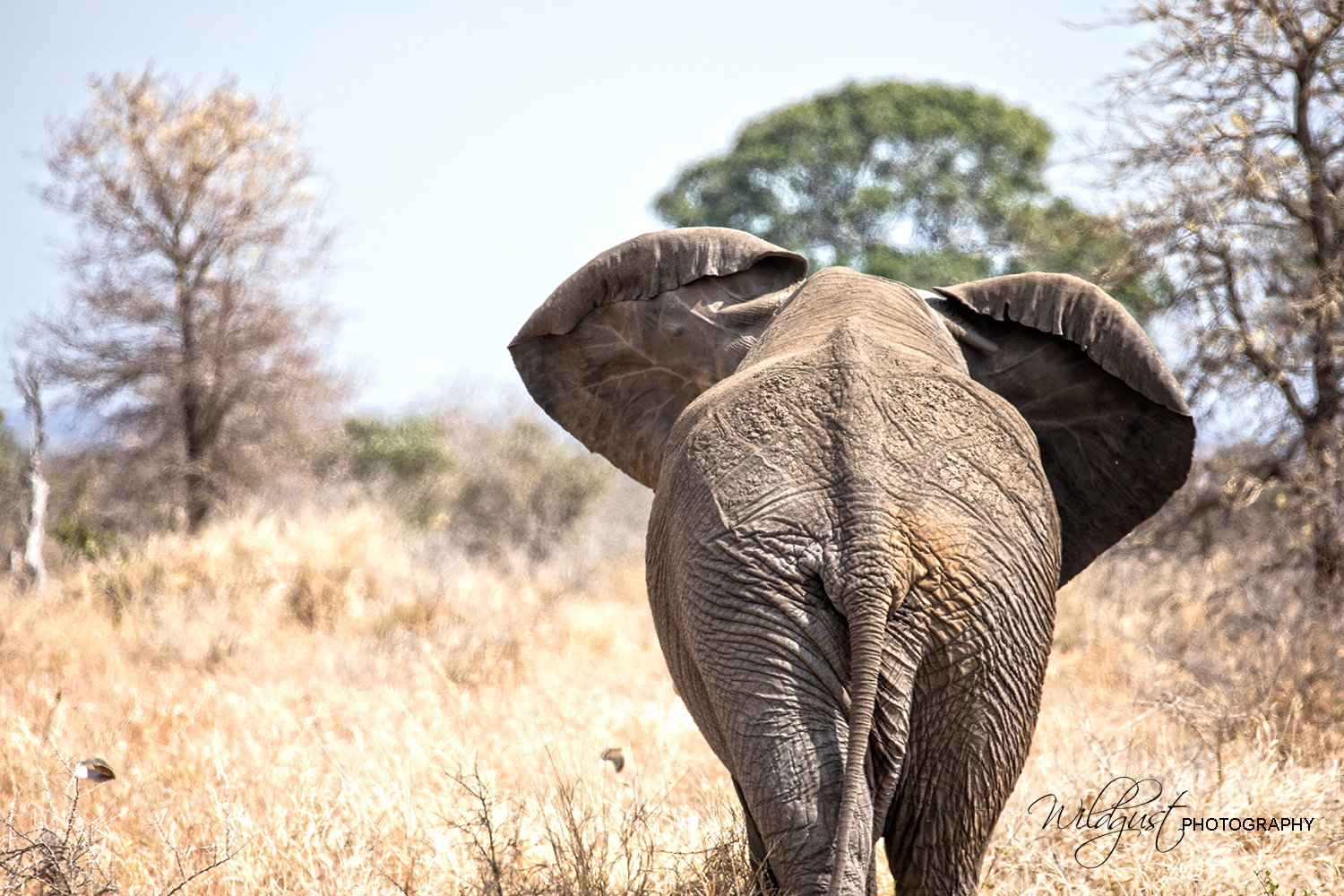 SouthAfrica.Safari.elephant.back