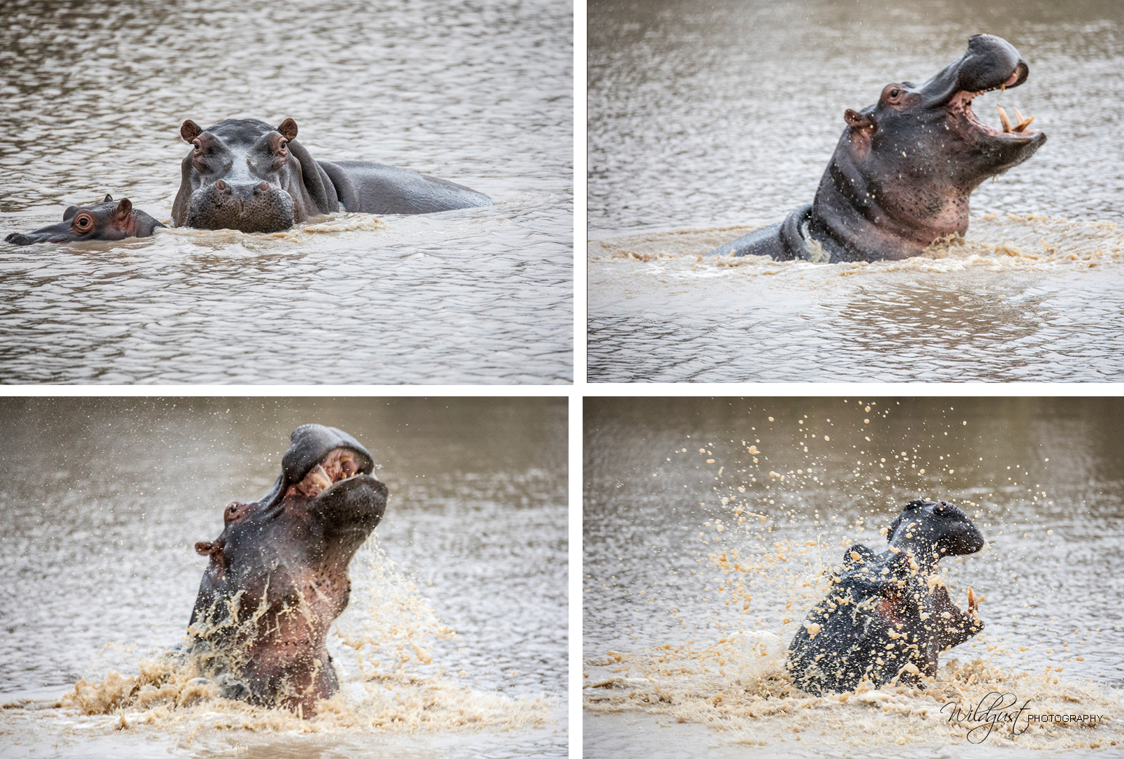 southAfrica.hippo.water..2Q5A9603