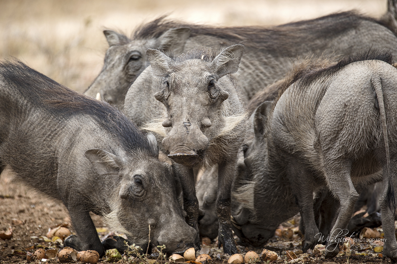 southafrica.safari.warhog