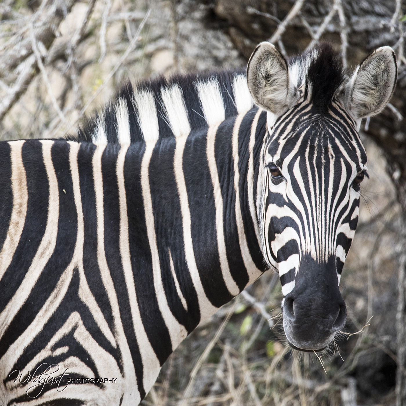 South.Africa.Safari.Kruger.zebra.closeup