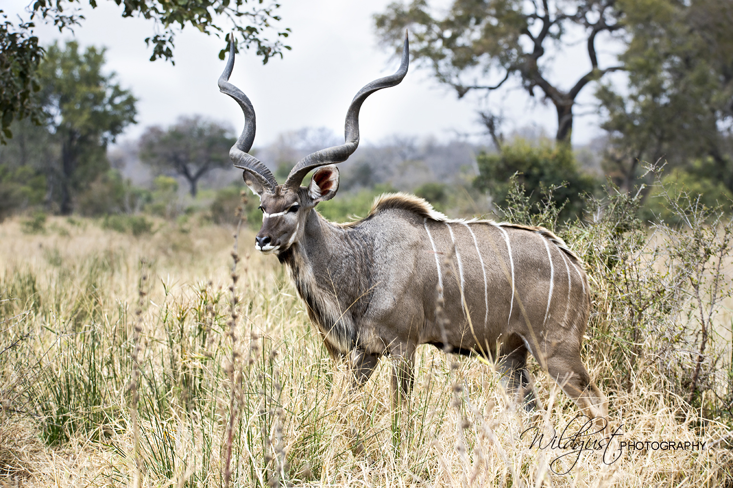 South.Africa.Safari.animals.Kudo