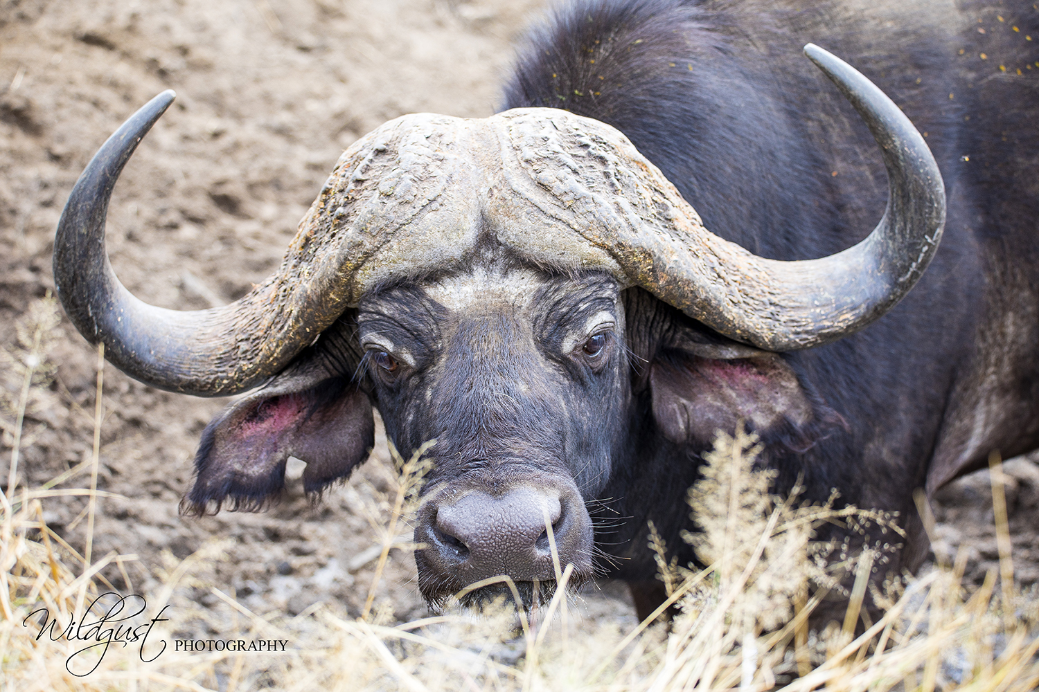 southafrica.safari.kruger.capebuffalo