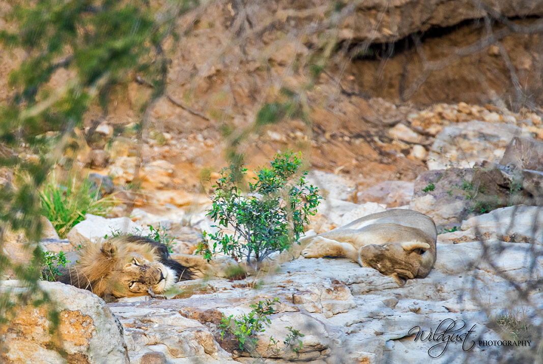southafrica.safari.sleeping lionw