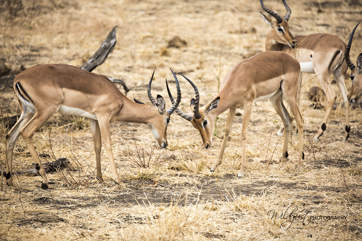 southafrica.kruger.impalas.2Q5A9970w