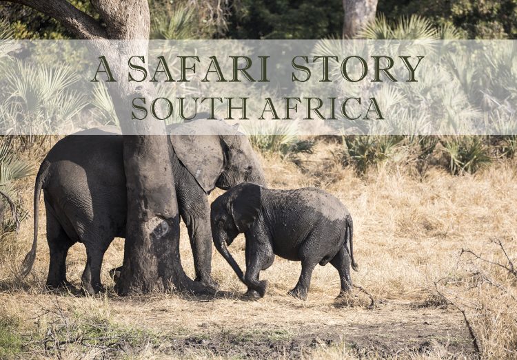 FeaturePhoto.safari.elephant.2Q5A0272web
