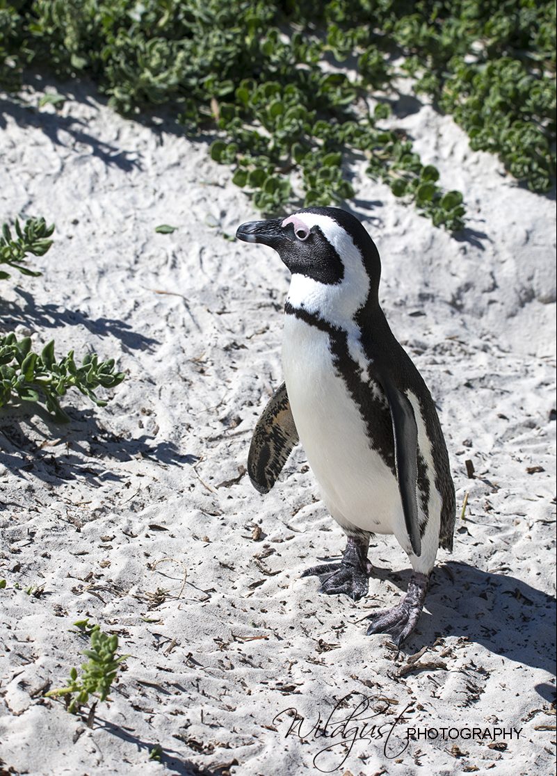 Boulders Beach - penguin upclose